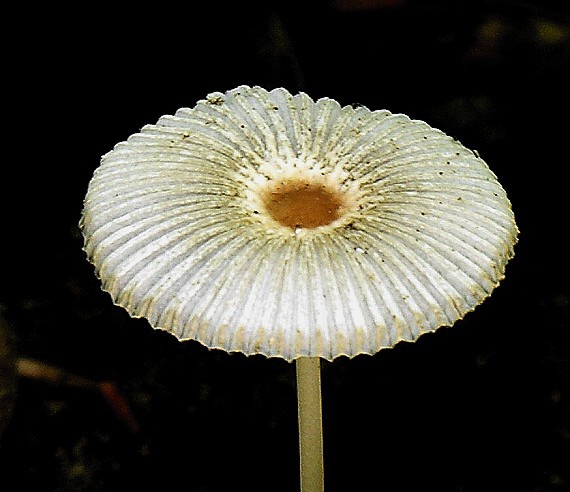 hnojník sivejúci Parasola lactea (A.H. Sm.) Redhead, Vilgalys & Hopple