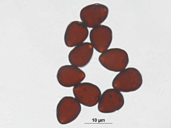 hnojník sivejúci Parasola lactea (A.H. Sm.) Redhead, Vilgalys & Hopple