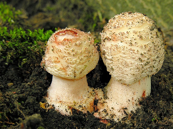 muchotrávka červenkastá/Muchomůrka rúžovka Amanita rubescens Pers.