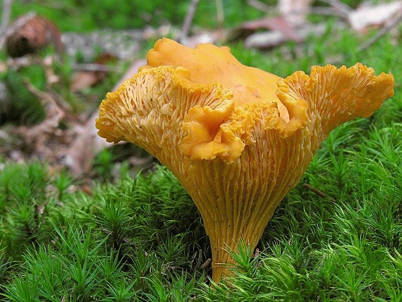 kuriatko jedlé/Liška obecná Cantharellus cibarius Fr.