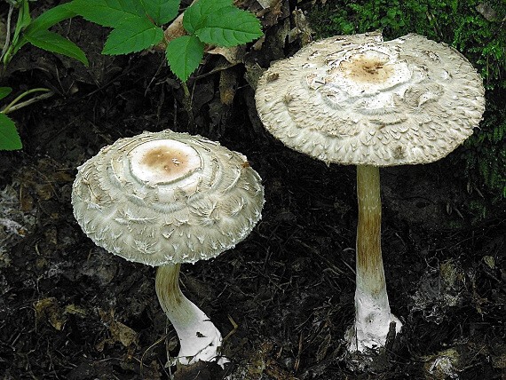 bedľa červenejúca/Bedla červenající Chlorophyllum rachodes (Vittad.) Vellinga