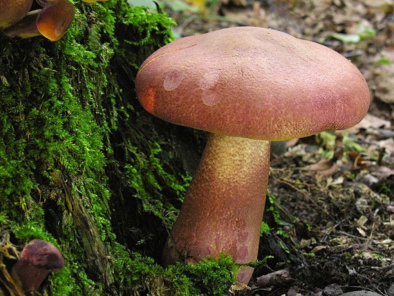 čírovec červenožltý/Šafránka červenožlutá Tricholomopsis rutilans (Schaeff.) Singer