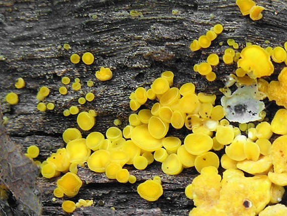 okrasník žltý/Voskovička citrónová Calycina citrina (Hedw.) Gray