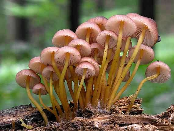 prilbička žltohlúbiková/Helmovka žlutonohá Mycena renati Quél.