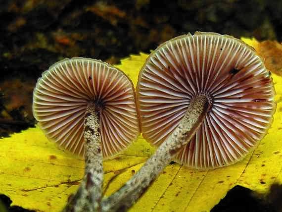 prilbička krvavomliečna/Helmovka krvonohá Mycena haematopus (Pers.) P. Kumm.