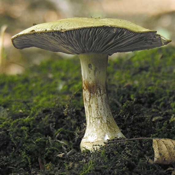 pavučinovec mirabelkový/Pavučinec voňavý Cortinarius amoenolens Rob. Henry ex P.D. Orton