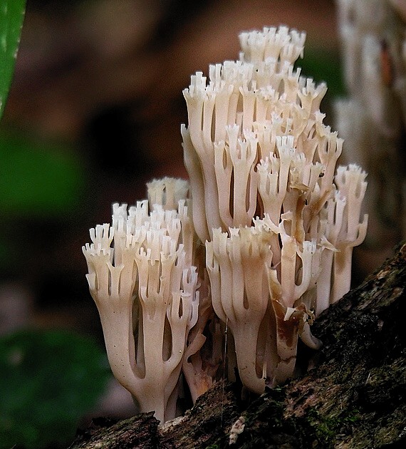 korunovec svietnikovitý/Korunokyjka svícnovitá Artomyces pyxidatus (Pers.) Jülich