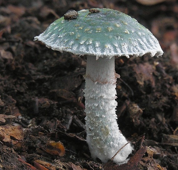 golierovka zelenomodrá Stropharia caerulea Kreisel