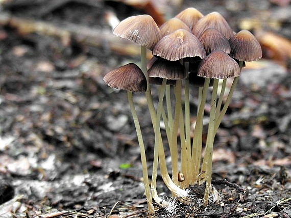 drobuľka/Křehutka Psathyrella sp.