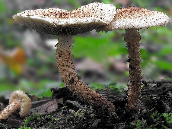 šupinovka šupinatá/Šupinovka kostrbatá Pholiota squarrosa (Vahl) P. Kumm.