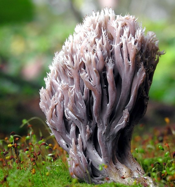 konárovka hrebenitá/Kuřátečko hřebenité Clavulina coralloides (L.) J. Schröt.