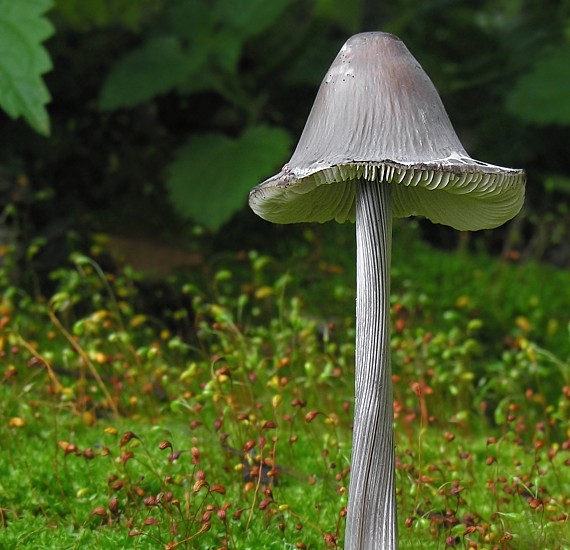 prilbička ryhovaná/Helmovka brázditá Mycena polygramma (Bull.) Gray