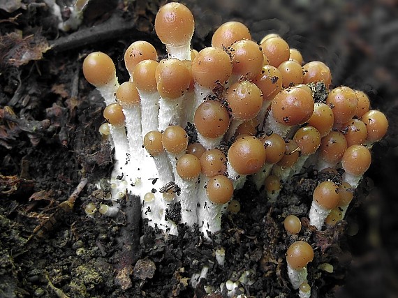 drobuľka trsovitá/Křehutka rozvětvená Psathyrella multipedata (Peck) A.H. Sm.