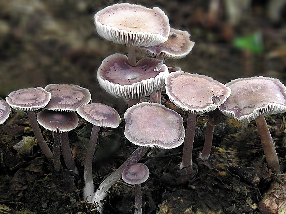 prilbička reďkovková/Helmovka ředkvičková Mycena pura (Pers.) P. Kumm.