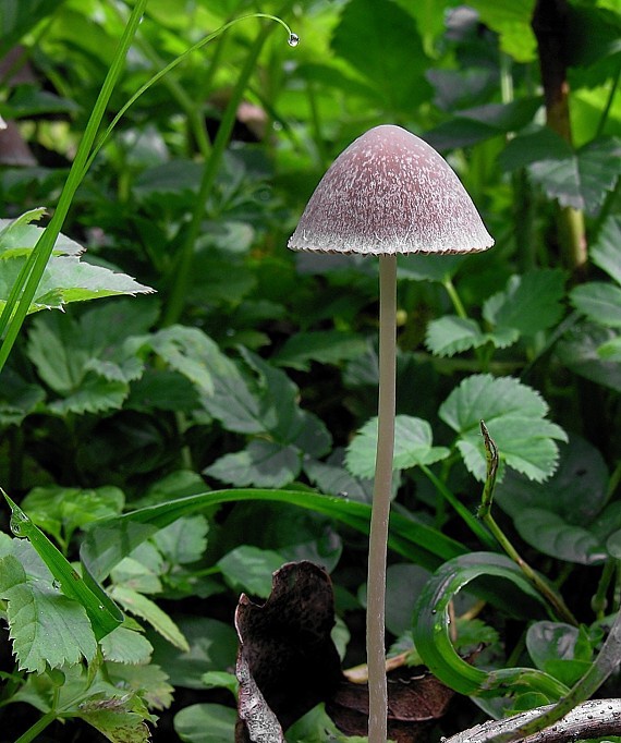 drobuľka/Křehutka Psathyrella sp.