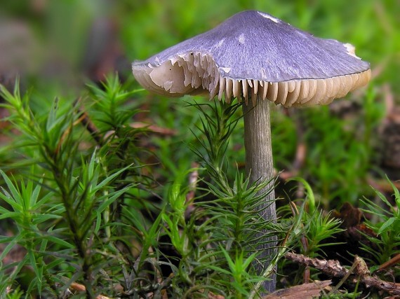 hodvábnica lesklá/Závojenka lesklá ? Entocybe nitida (Quél.) T.J. Baroni, Largent & V. Hofst.