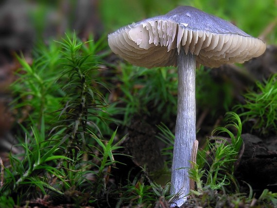 hodvábnica lesklá/Závojenka lesklá ? Entocybe nitida (Quél.) T.J. Baroni, Largent & V. Hofst.