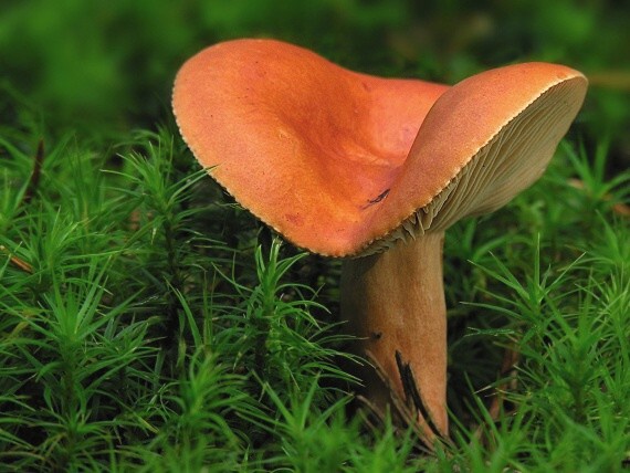 rýdzik pomarančový Lactarius aurantiacus (Pers.) Gray