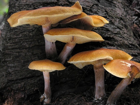 šupinovka pařezová Gymnopilus hybridus (Gillet) Maire