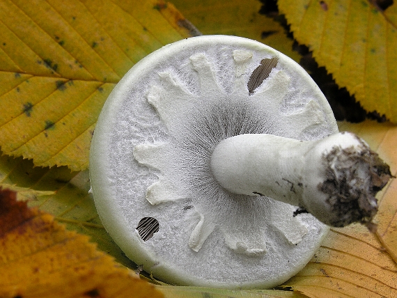 pečiarka hľuznatá / Pečárka hlíznatá Agaricus essettei Bon