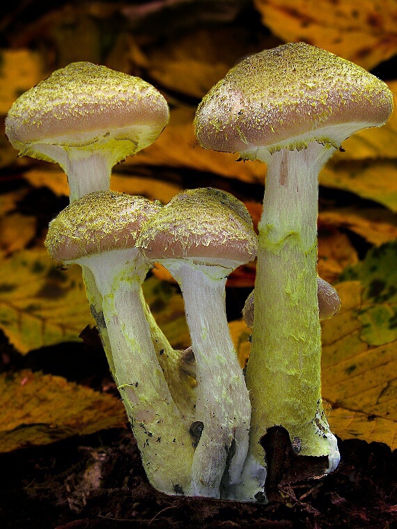 podpňovka žltá/Václavka hlíznatá Armillaria gallica Marxm. & Romagn.