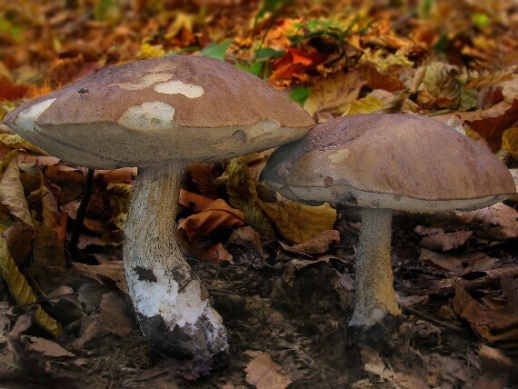 kozák brezový/Kozák březový Leccinum scabrum (Bull.) Gray