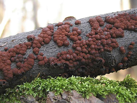 drevovček bukový/Dřevomor červený Hypoxylon fragiforme (Pers.) J. Kickx f.