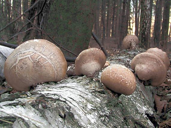 brezovník obyčajný/Březovník obecný Fomitopsis betulina (Bull.) B.K. Cui, M.L. Han & Y.C. Dai