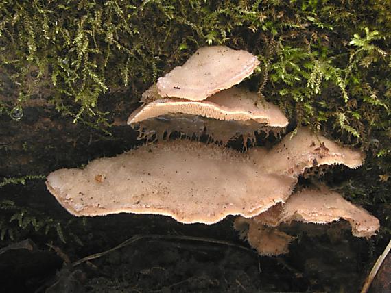 drevomorka rôsolovitá/Dřevokaz rosolovitý Phlebia tremellosa (Schrad.) Nakasone & Burds.