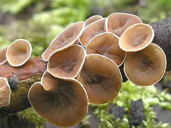 škľabka plstnatá/Mušlovka plstnatá Schizophyllum amplum (Lév.) Nakasone