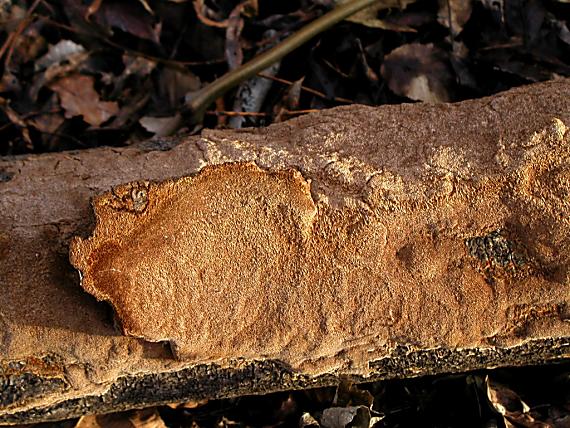 ohňovec bodkovaný/Ohňovec tečkovaný ?? Phellinus punctatus agg.?