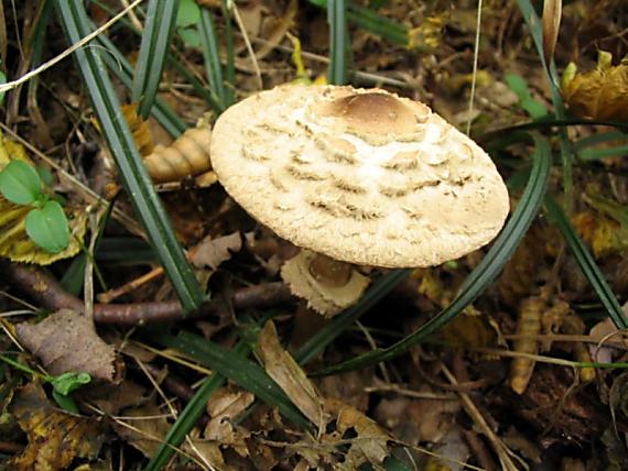 bedľa červenejúca Chlorophyllum rachodes (Vittad.) Vellinga