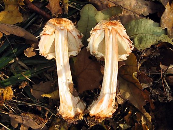 bedľa červenejúca Chlorophyllum rachodes (Vittad.) Vellinga