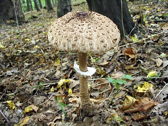 bedľa vysoká Macrolepiota procera (Scop.) Singer