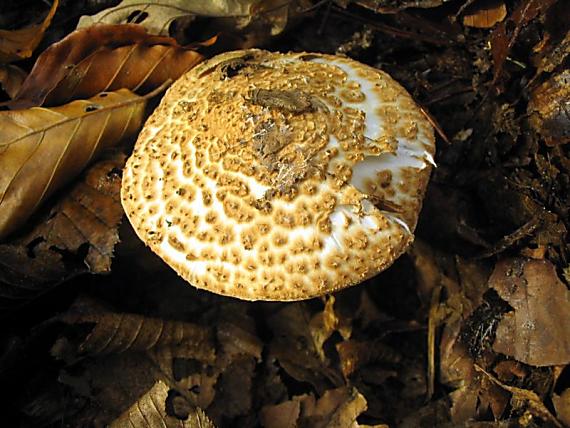 bedlička ostrošupinatá Echinoderma asperum (Pers.) Bon