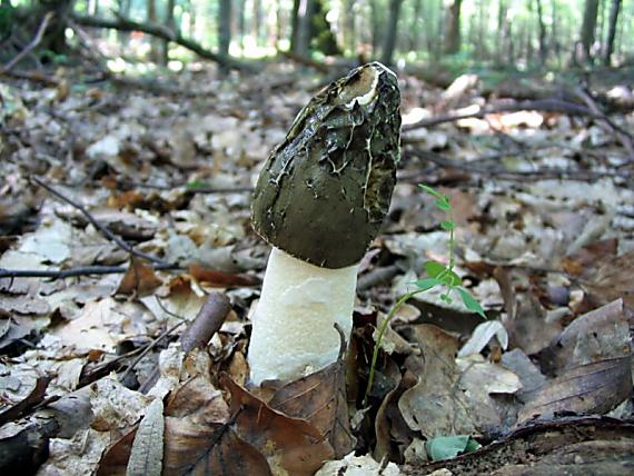 hadovka smradľavá Phallus impudicus L.