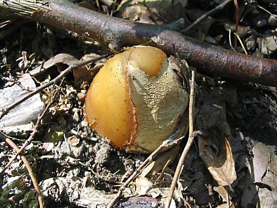 hadovka smradľavá Phallus impudicus L.