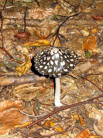 hnojník strakatý Coprinopsis picacea (Bull.) Redhead, Vilgalys & Moncalvo