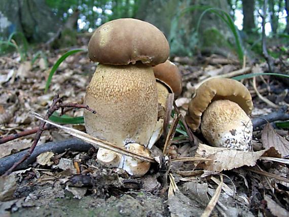 hríb dubový Boletus reticulatus Schaeff.