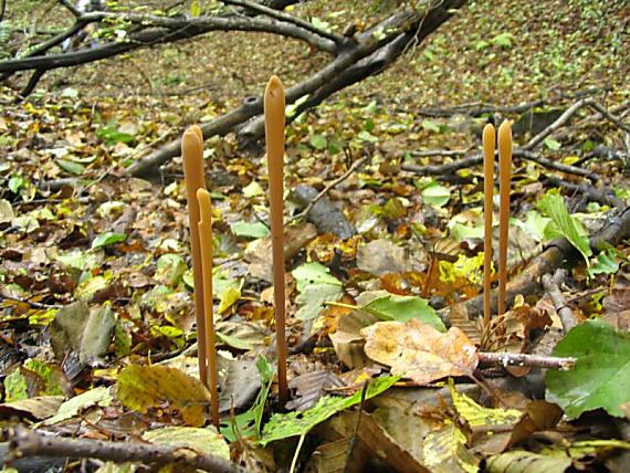 kyjovka rúrkovitá Macrotyphula fistulosa (Holmsk.) R.H. Petersen