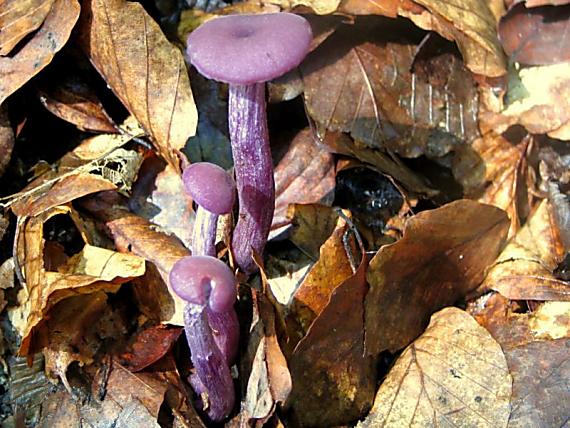 lakovka ametystová Laccaria amethystina (Huds.) Cooke