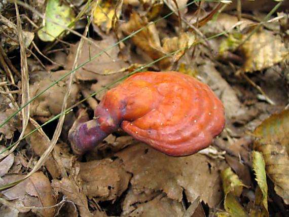 lesklokôrovka obyčajná Ganoderma lucidum (Curtis) P. Karst.