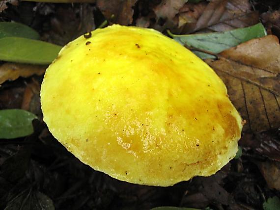 masliak smrekovcový Suillus grevillei (Klotzsch) Singer