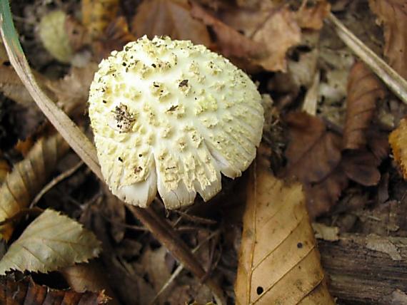 muchotrávka citrónovožltá Amanita citrina Pers.