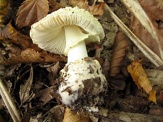 muchotrávka citrónovožltá Amanita citrina Pers.