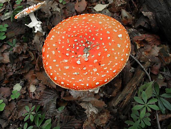 muchotrávka červená Amanita muscaria (L.) Lam.