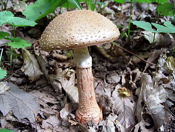 muchotrávka červenkastá Amanita rubescens Pers.