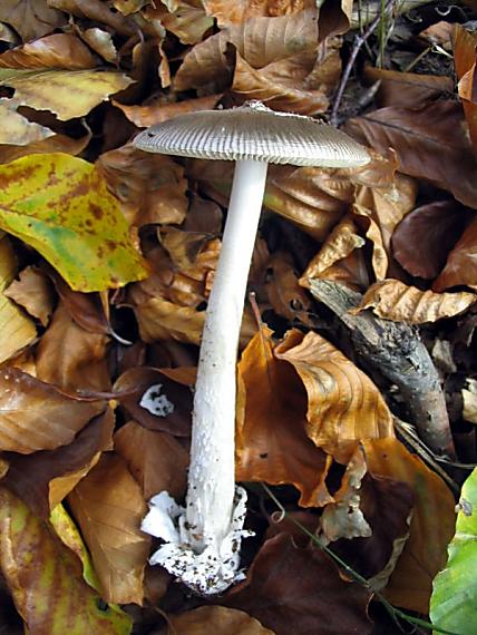 muchotrávka pošvatá Amanita vaginata (Bull.) Lam.