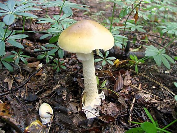 muchotrávka zelená Amanita phalloides (Vaill. ex Fr.) Link