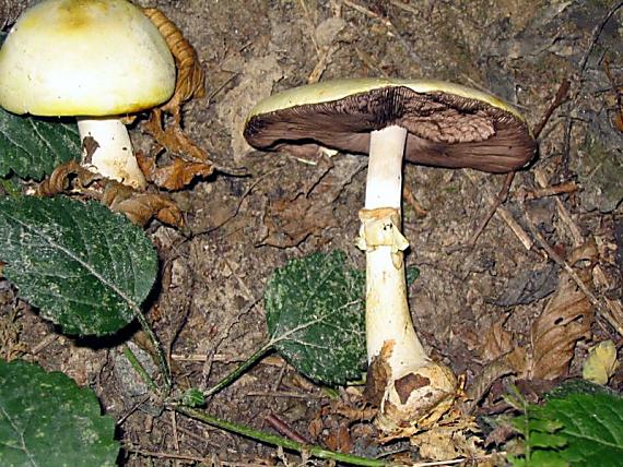 pečiarka hľuznatá Agaricus essettei Bon